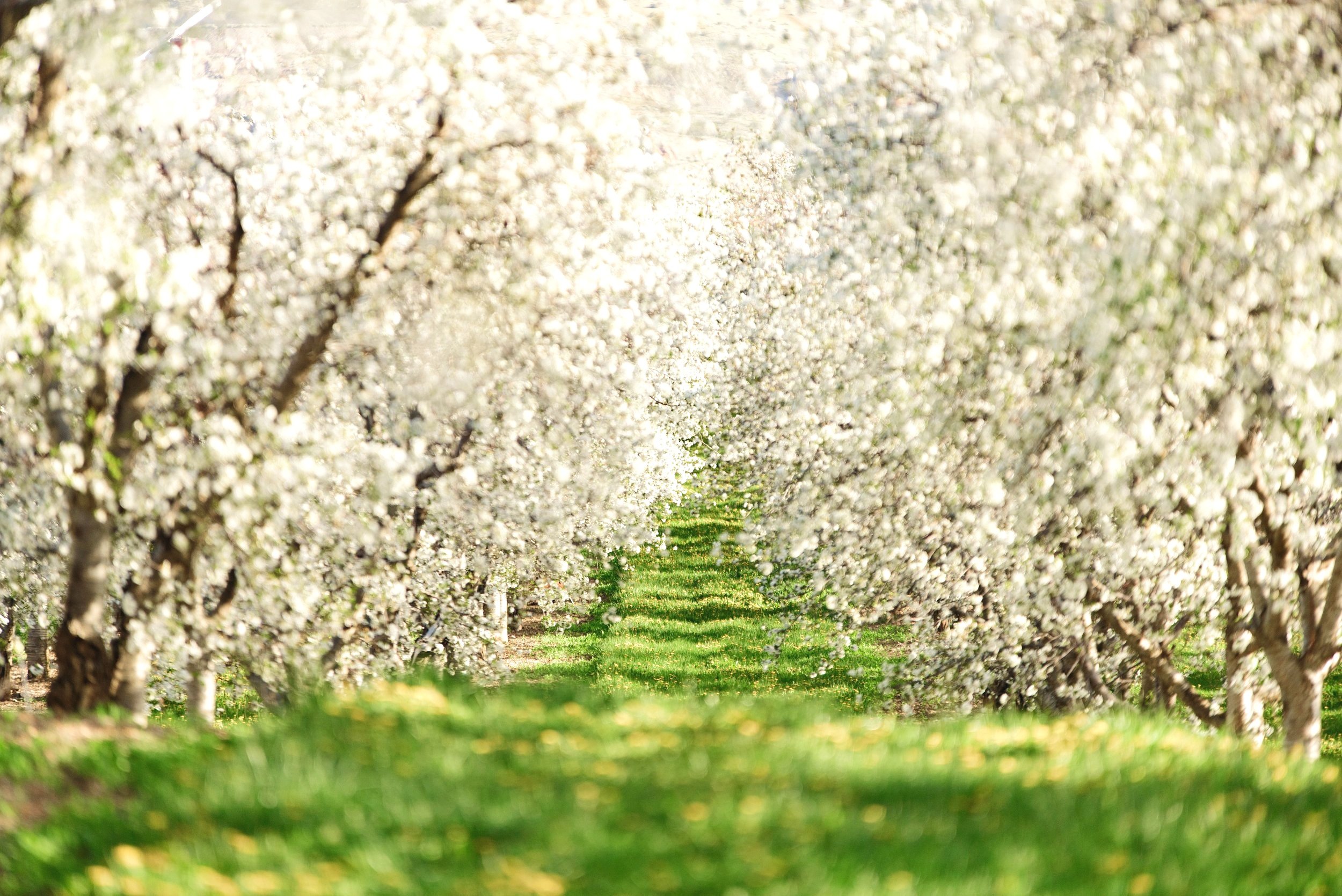 Cherry+Farm-Spring+41